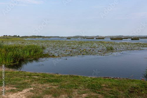 Fototapeta Naklejka Na Ścianę i Meble -  Lake with water lily leaves i
