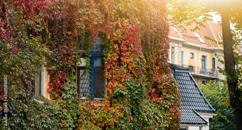 Fototapeta Naklejka Na Ścianę i Meble -  Wall of the house is covered with ivy. Autumn city