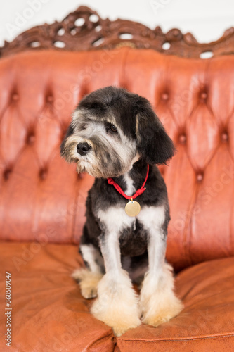 A little black Bichon Lion muzzle in camera