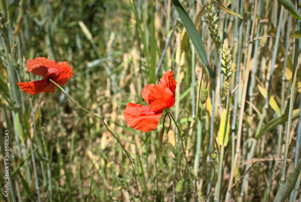 Red poppies in wheat field Red poppies in wheat field