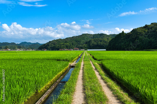 真夏の農村風景 青空の下の田んぼ道