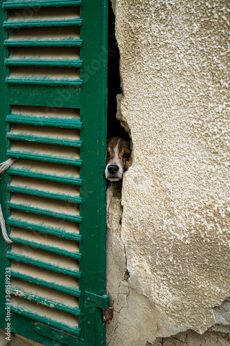 Il cagnolino dietro lo scuro