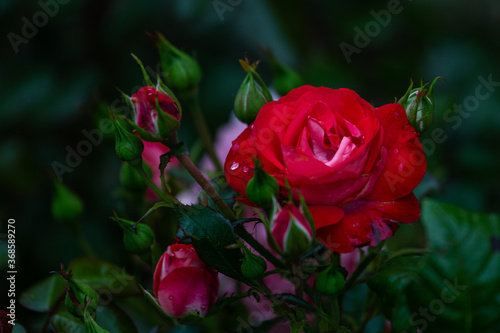 Wallpaper Mural wonderful roses in the garden Torontodigital.ca