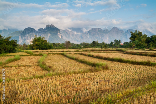 rice field of Vang Vieng  Laos