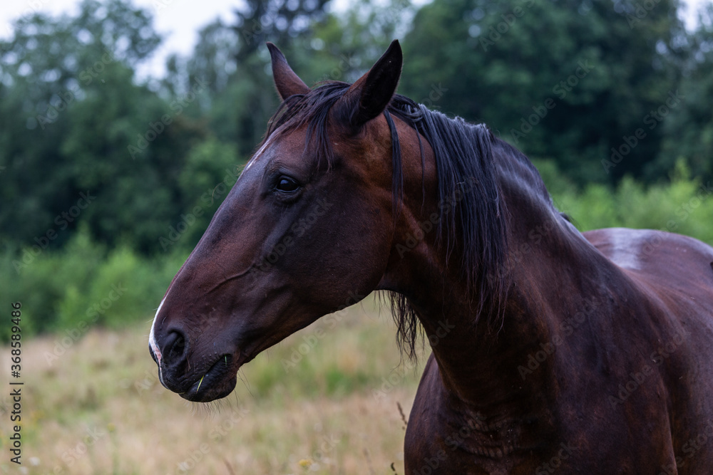 Fototapeta premium Portrait of dark brown horses