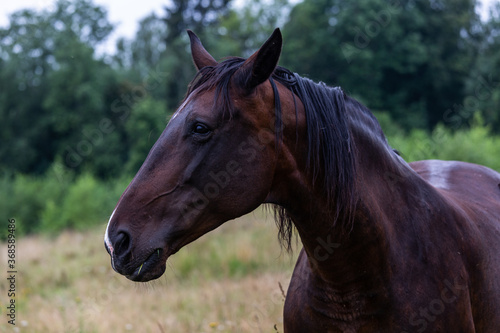 Portrait of dark  brown horses © EriksZ