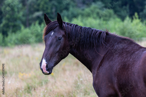 Portrait of dark brown horses