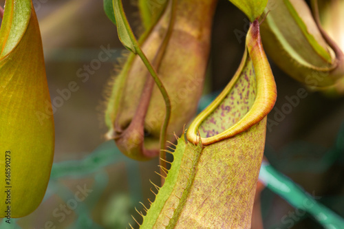 Close up Nepenthes plant in the Cloud Forest photo