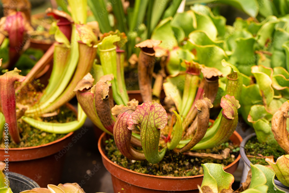 Exotic flower. Carnivorous pitcher plants close up Exotic flower. Carnivorous pitcher plants close up
