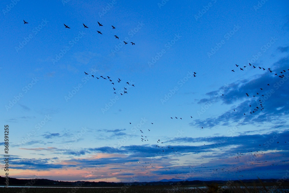 Obraz premium 伊豆沼マガン