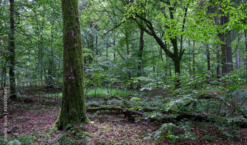 Old deciduous forest in summer Old deciduous forest in summer