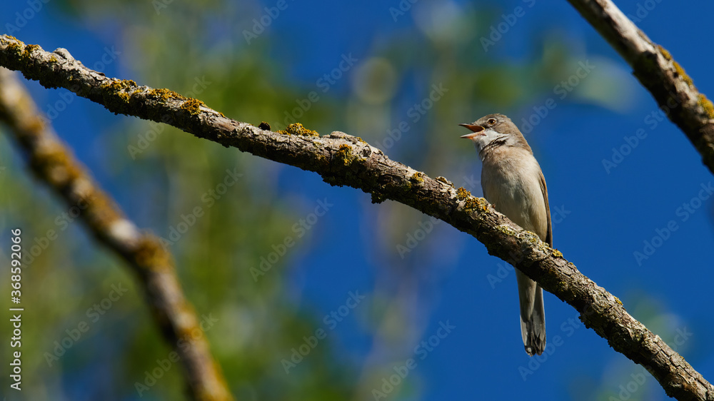 wildlife photo of a Common Whitethroat (Curruca communis) wildlife photo of a Common Whitethroat (Curruca communis)