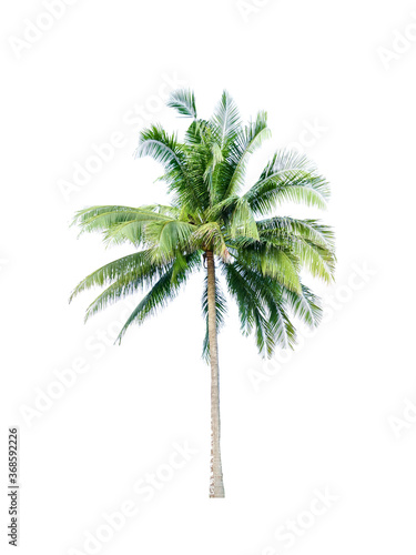 Isolated coconut tree with clipping path on white background / die-cut green tree for garden decoration