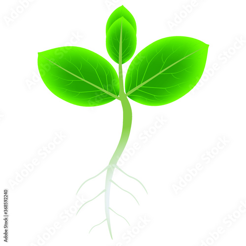 Sprout of persimmon with roots on a white background.