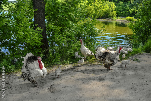 Slika na platnu A flock of white and black adults and young turkey hens,  toms and  poults on the shore of the pond