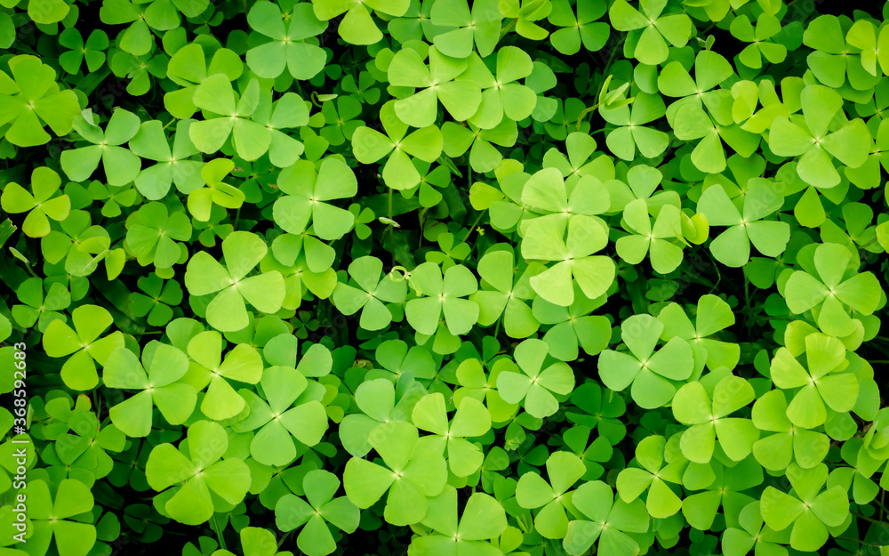 Marsilea crenate Can be eaten as fresh vegetables, Nutritious and medicinal properties. Marsilea crenate Can be eaten as fresh vegetables, Nutritious and medicinal properties.