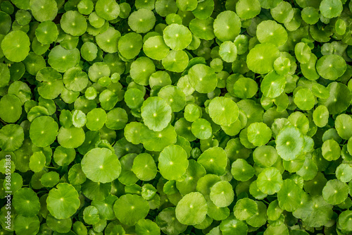 Background of Centella asiatica, Herbs help to heal inflammation.