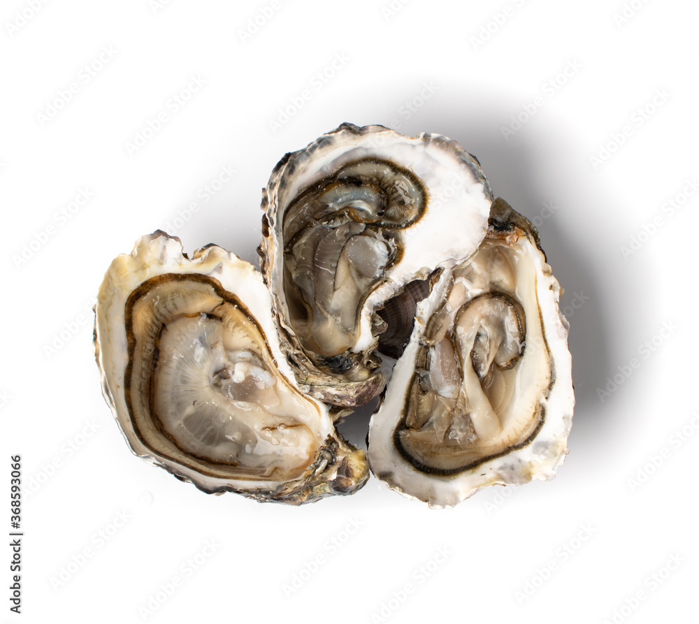 Fresh Opened Oyster Isolated on White Background. Fresh Opened Oyster Isolated on White Background.