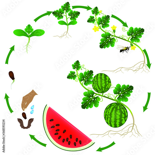 Life cycle of a watermelon plant on a white background.
