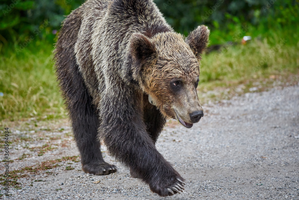 Fototapeta premium Tagged female brown bear