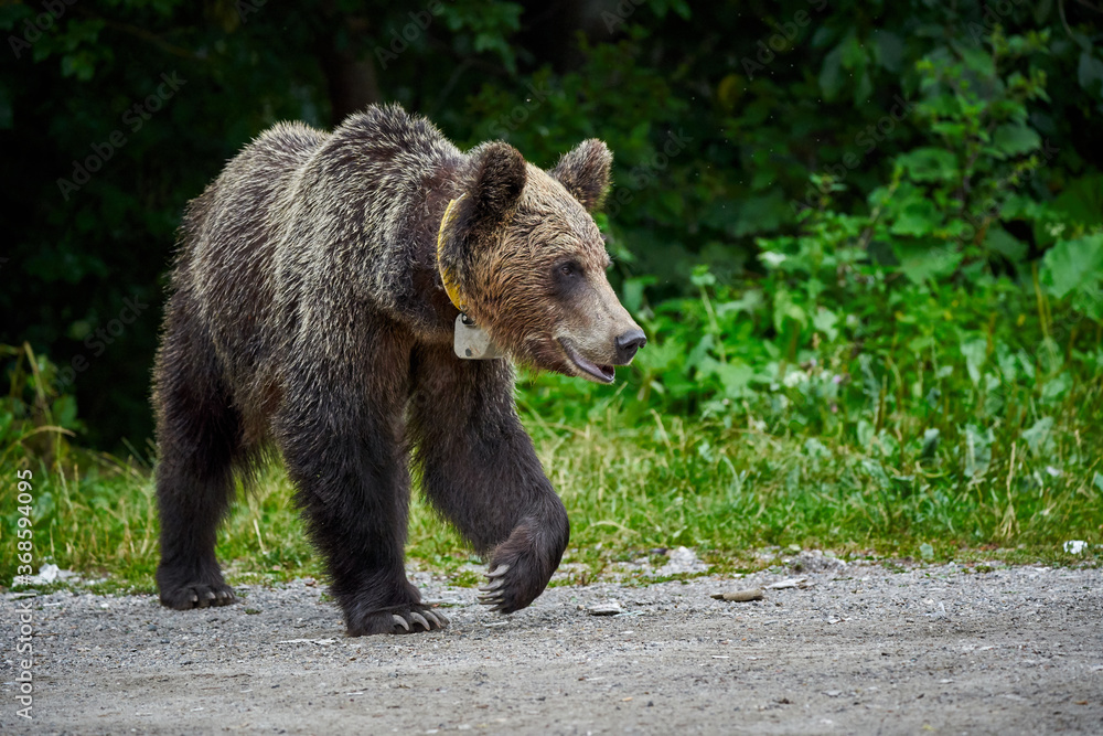 Fototapeta premium Tagged female brown bear