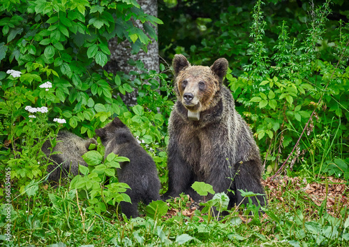 Female brown bear and cubs