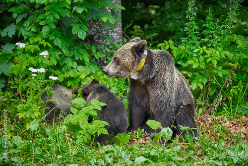 Female brown bear and cubs