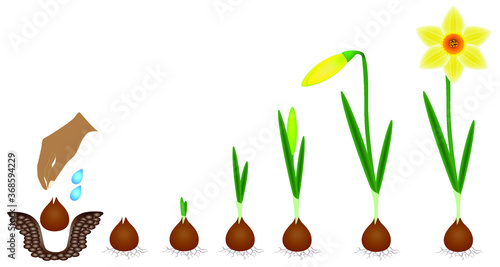 Cycle of growth of a narcissus plant isolated on a white background.