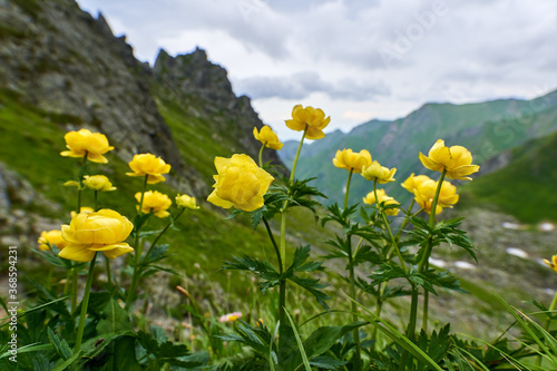 Wild flowers and mountains