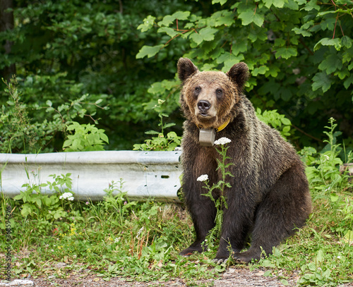 Tagged female brown bear