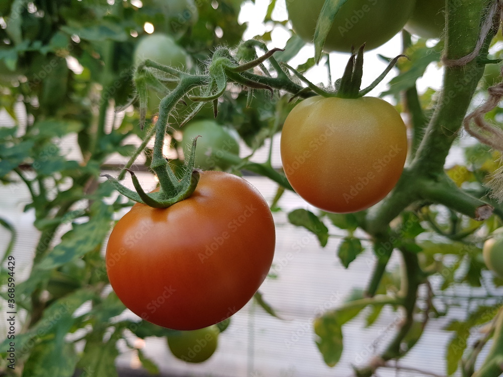 Red tomatoes on a branch in a greenhouse