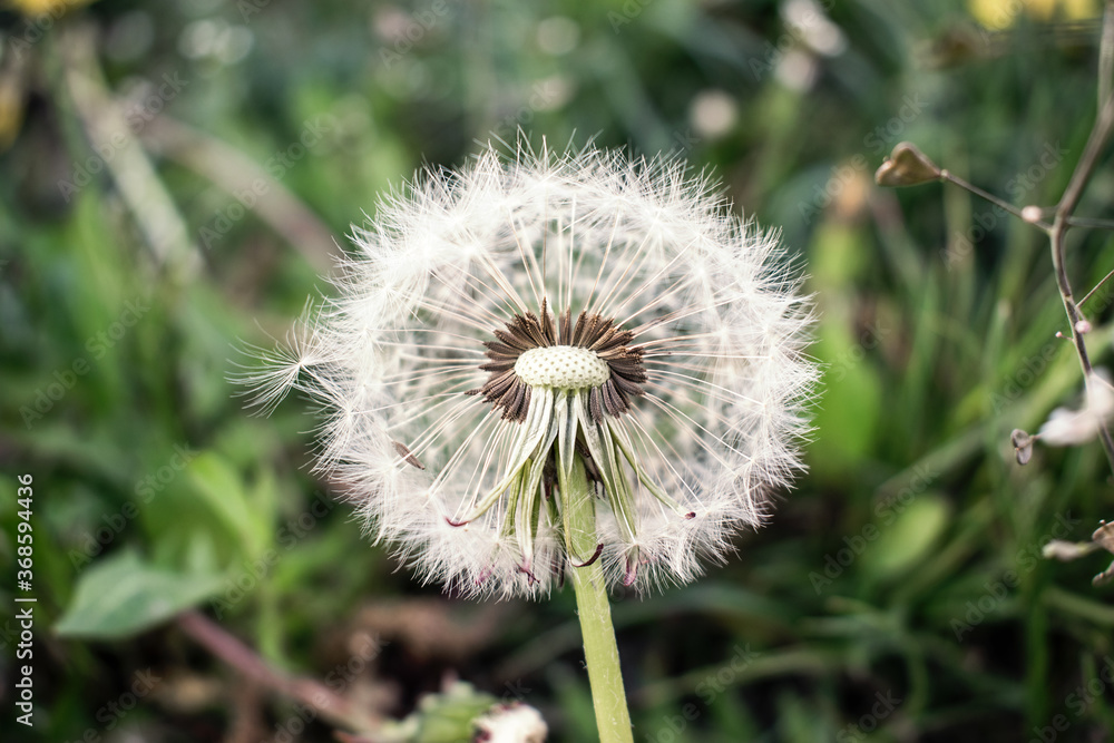 on a green blurred background in the center of the frame is a bright dandelion on a green blurred background in the center of the frame is a bright dandelion