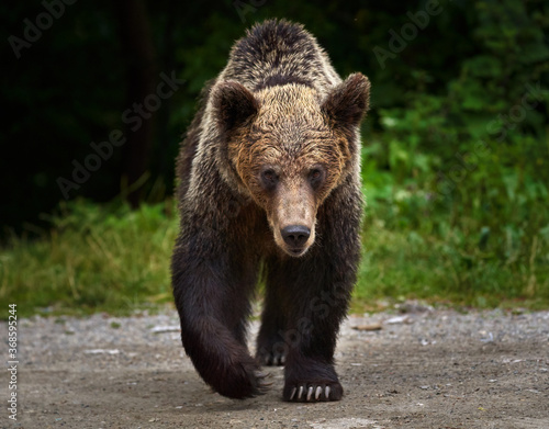 Threatening brown bear