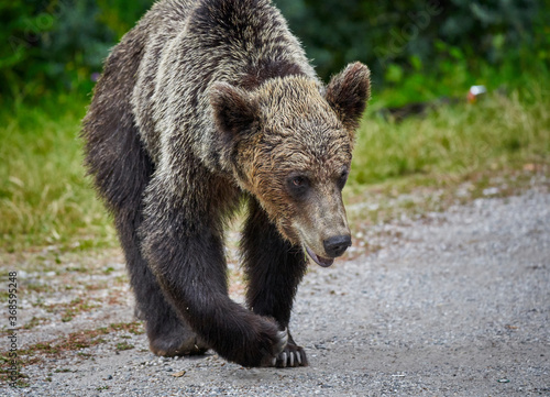 Wallpaper Mural Tagged female brown bear Torontodigital.ca