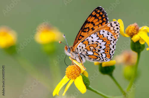 Butterfly Melitaea a field flower on a summer day in a garden