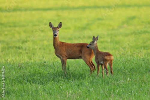 European roe deer, Capreolus capreolus, in green meadow. Doe and fawn standing in grass and grazing. Wild animals in natural habitat. Animal mother and child in summer nature.
