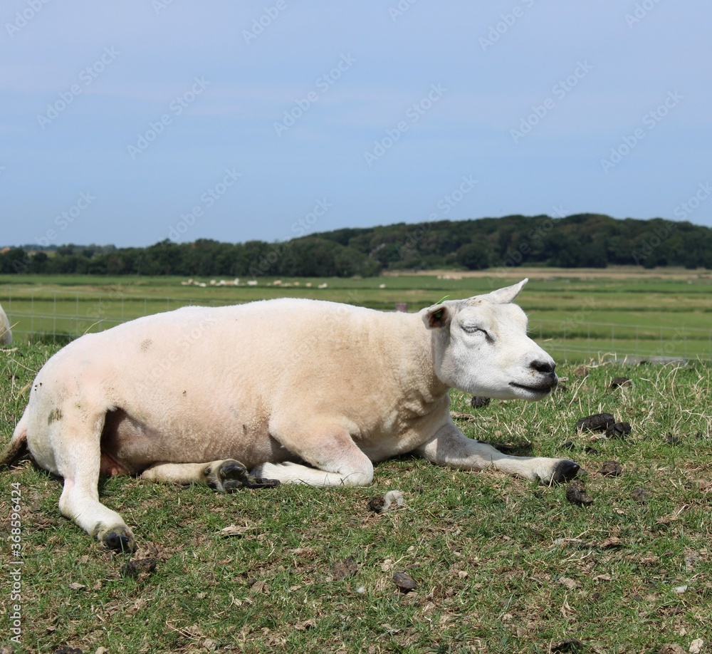 Obraz premium Texel sheep on a dike