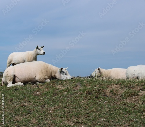 Texel sheep on a dike