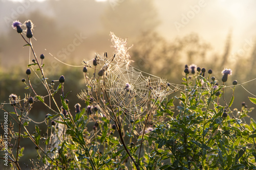 Fotografía White gossamer with drops of morning dew at sunrise in the field, morning landscape in the meadow