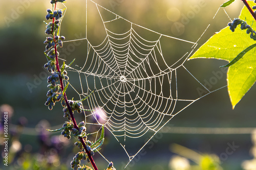 White gossamer with drops of morning dew at sunrise in the field, morning landscape in the meadow.