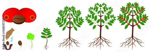 A growth cycle of coffee plants isolated on a white background.