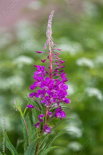 Wild  meadow flowers on green background