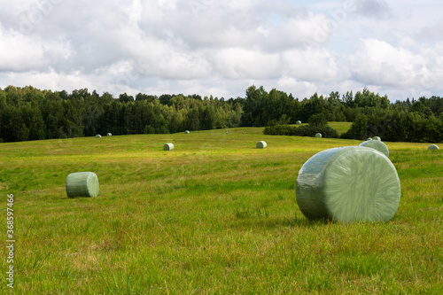 Natural Green landsacapes with trees photo