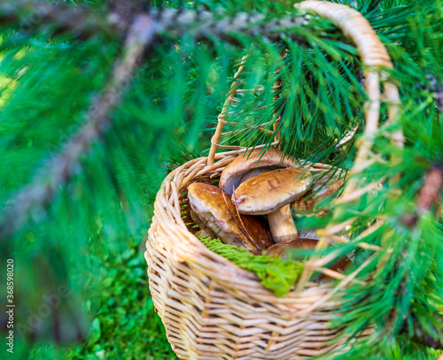 Basket with porcini mushrooms among spruce branches