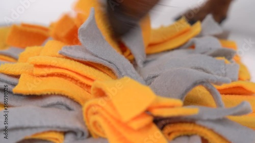 Dachshund dog is doing nose work, looking for delicious dried treats in soft washable textile snuffle mat and eating them, close up. Intellectual game and training with pet photo