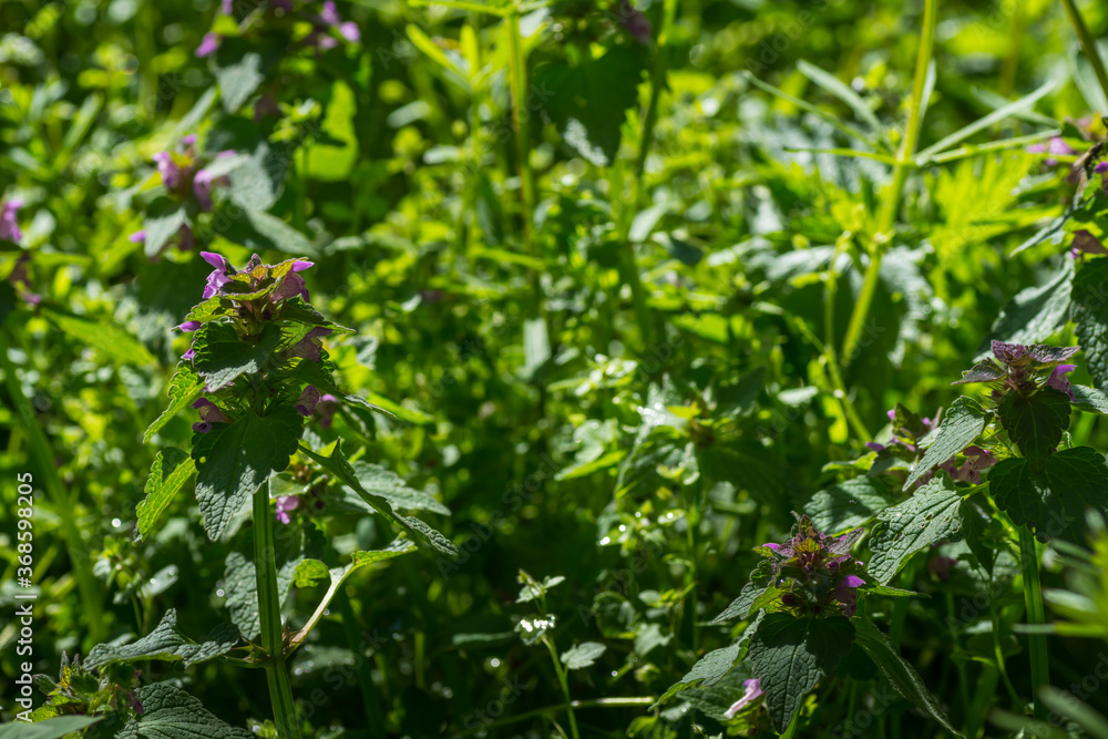 dead nettle in spring in the forest dead nettle in spring in the forest