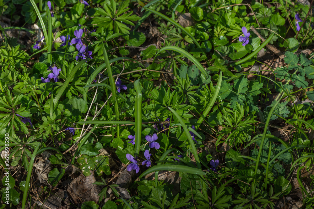 many violets on the forest floor