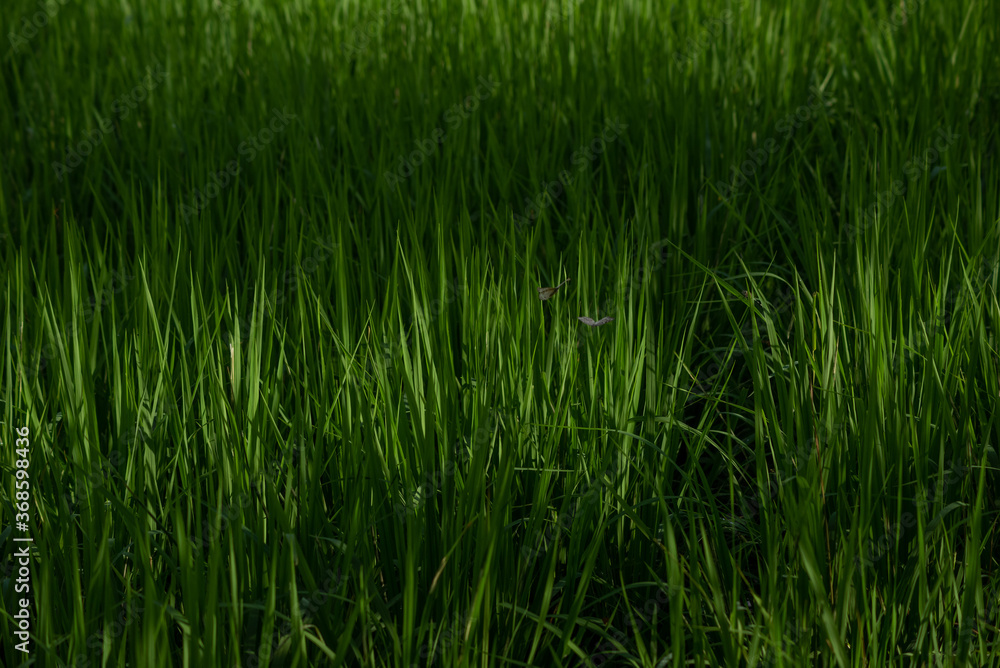 green grass butterfly green grass butterfly