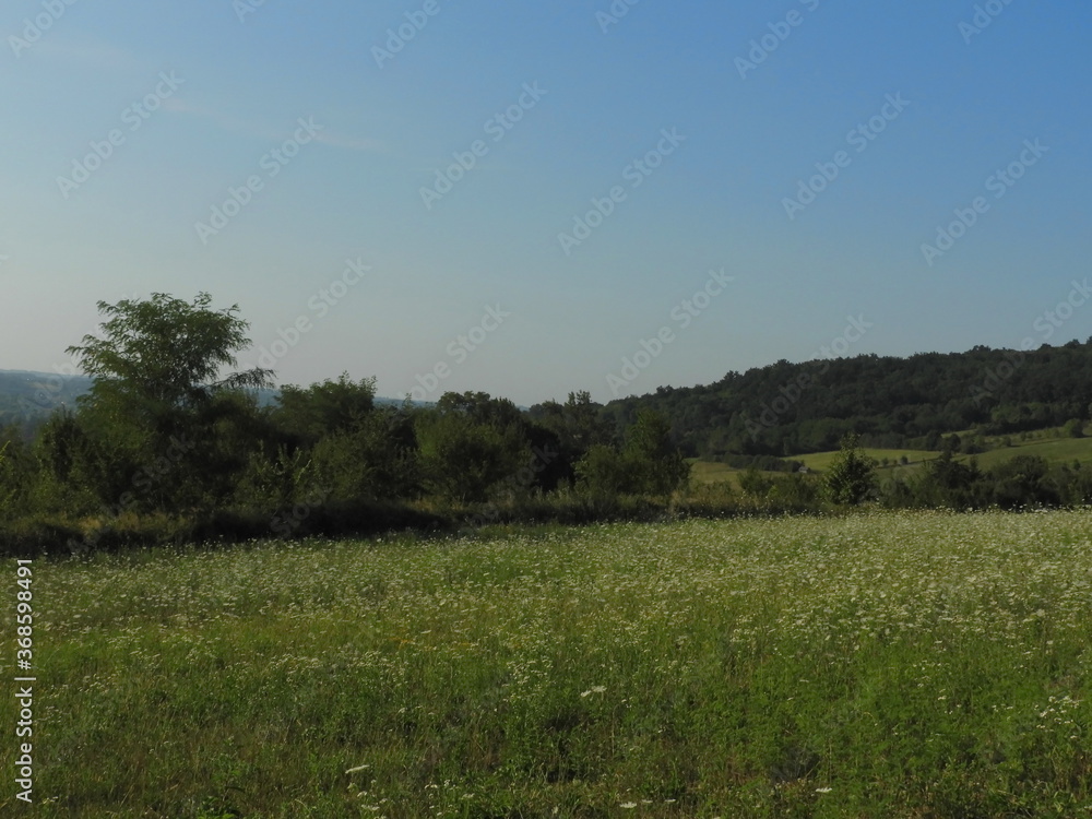 Meadow and trees on a summer day