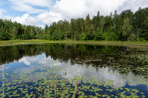 Fototapeta Naklejka Na Ścianę i Meble -  Lake with water lily leaves in stumps